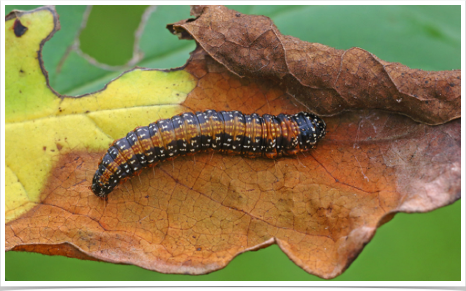 Omphalocera munroei
Asimina Webworm
Cleburne County, Alabama